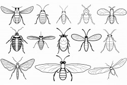 insects and bugs
