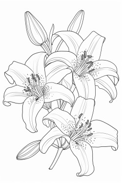 3 lilies coloring pages with intricate pattern inside of it no color no shading