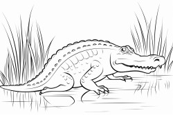 a full body coloring page of an alligator