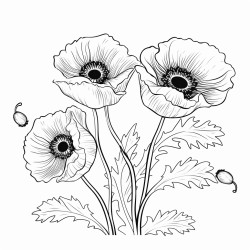 poppy flowers