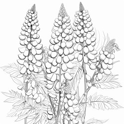 lupins