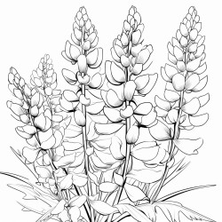 lupins