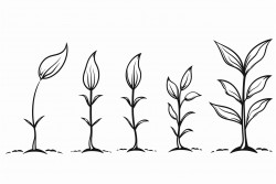 stages of growth of a plant seed germination seedling mature plant
