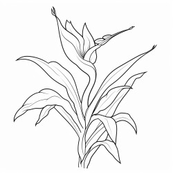 bird of paradise flower