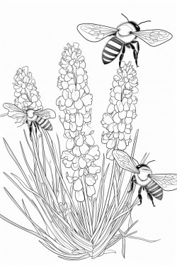 honey bees buzz among the lavender flowers