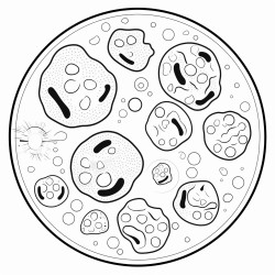 animal cell