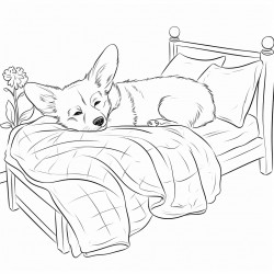 lazy corgi slepping in the bed