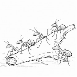 several ants walking along the trunk of a tree