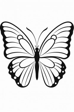 butterfly a large simple butterfly with open wings