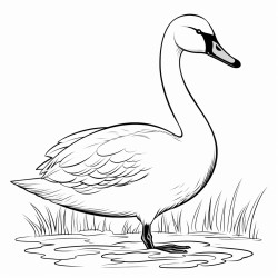 a cute icelandic whooper swan