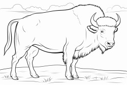 buffalo
