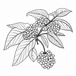 elderberry