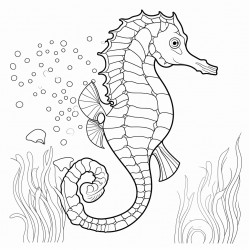 sea horse