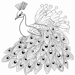 peacock