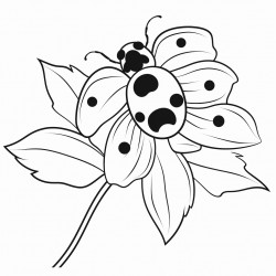 lady bug on a lily