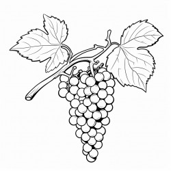 grape