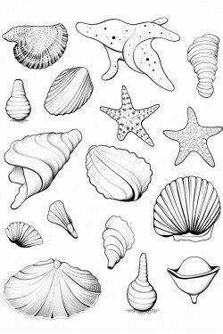 a collage of sea shells