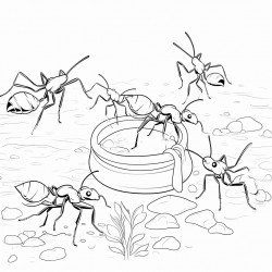 ants gathering food