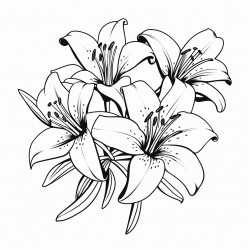a group of lily flowers
