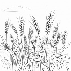 a grain field with flourishing weed between the ears of grain