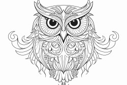 owl