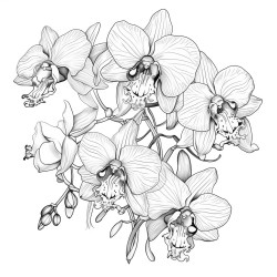 orchids