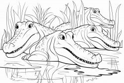 lets colour