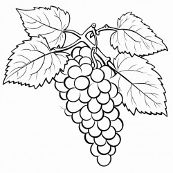grape