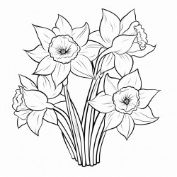 simple daffodils flower drawing with bold and black lines