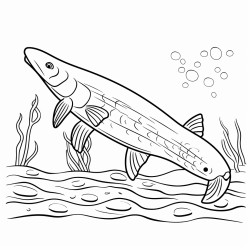 queensland lungfish