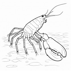 a shrimp in the ocean cooked