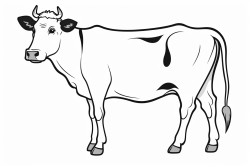 cow