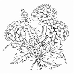 verbena flowers