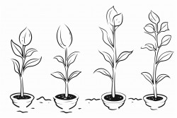 stages of growth of a plant seed germination seedling mature plant