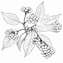 elderberry