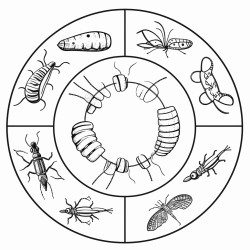 life cycle