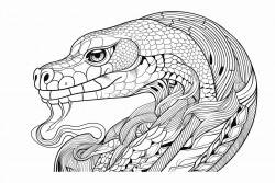 a snake