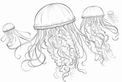 jellyfish