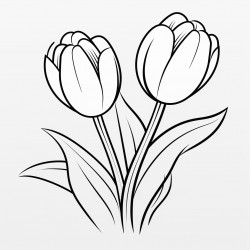 tulip