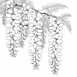 wisteria flowers