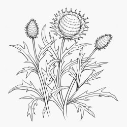 thistle