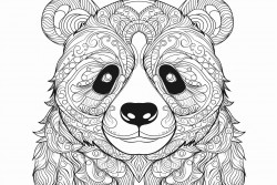a panda
