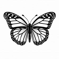 monarch butterfly