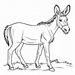 donkey