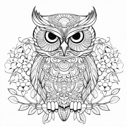 owl