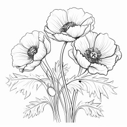 poppy flowers