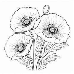 poppy flowers