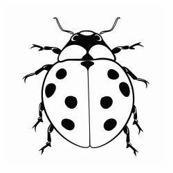 lady bug