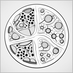 animal cell