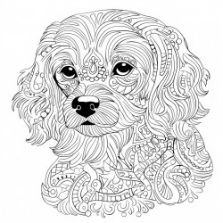 my dog